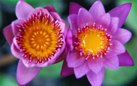 Lotus Hearts