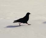 Oiseau