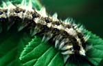 Chenille I
