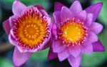 Lotus Hearts