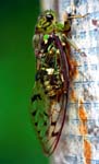 Insecte II
