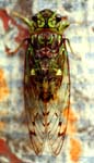 Insecte I