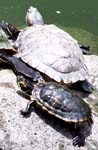 Jade Jewel et la Tortue S&egrave;che