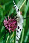 Papillon