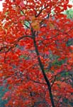Red Tree
