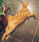 The Cat